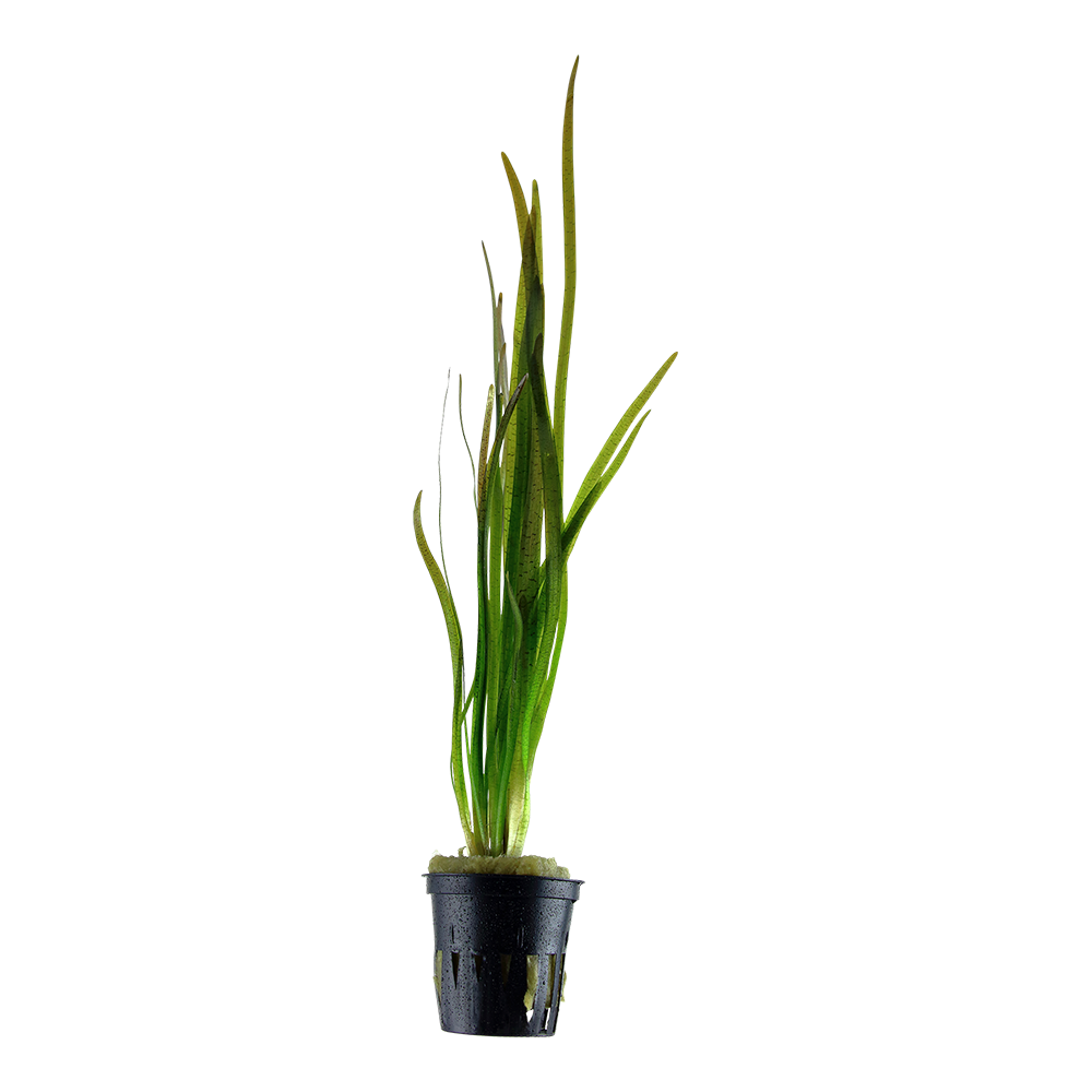Vallisneria spiralis 'Tiger' (Topf)