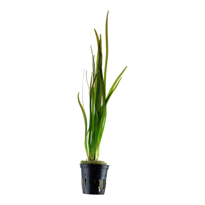 Vallisneria spiralis 'Tiger' (Topf)