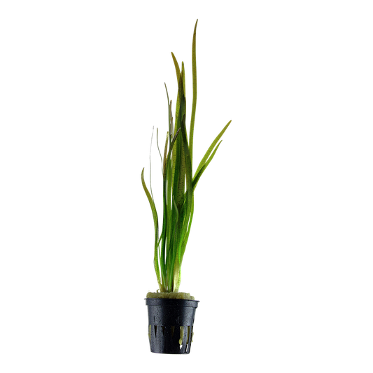 Vallisneria spiralis 'Tiger' (Topf)