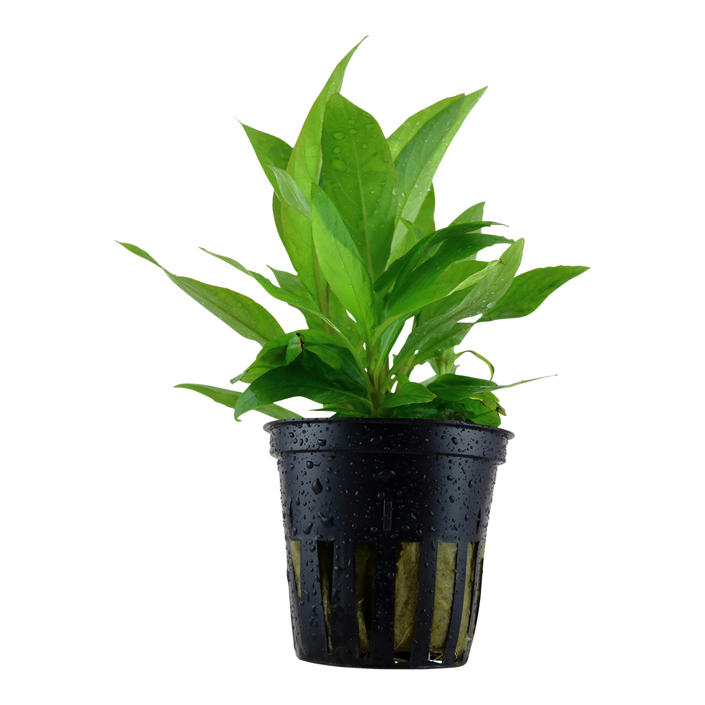Hygrophila corymbosa 'Stricta' (Topf)