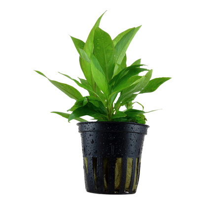 Hygrophila corymbosa 'Stricta' (Topf)
