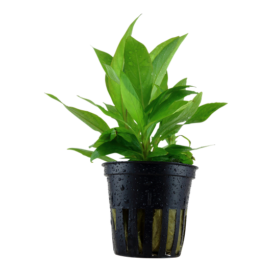 Hygrophila corymbosa 'Stricta' (Topf)