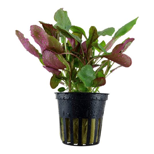 Lobelia cardinalis (Topf)