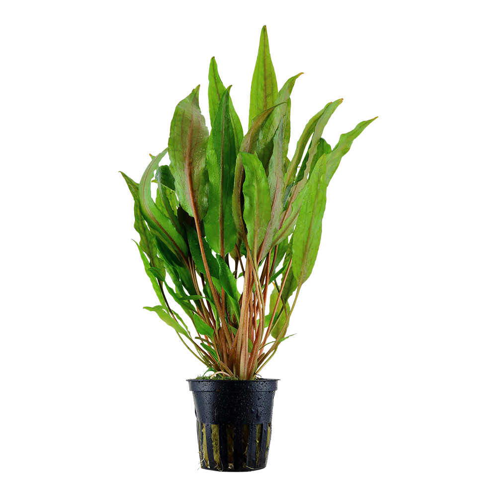 Cryptocoryne undulata 'Broad Leaf' (Topf)