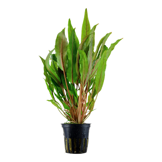 Cryptocoryne undulata 'Broad Leaf' (Topf)