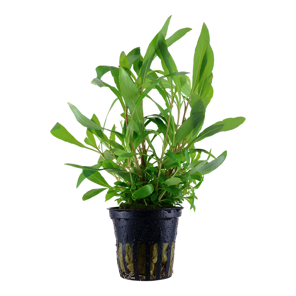 Hygrophila corymbosa 'Siamensis 53B' (Topf)
