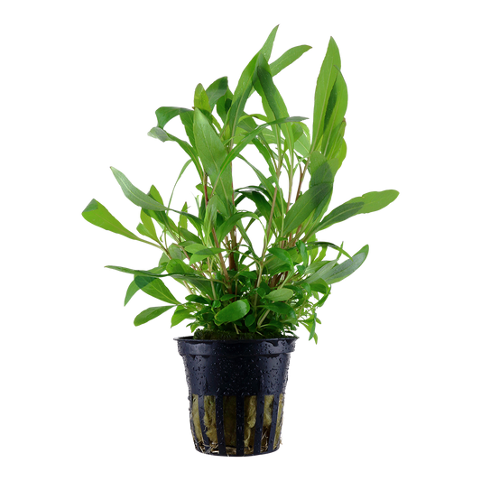 Hygrophila corymbosa 'Siamensis 53B' (Topf)