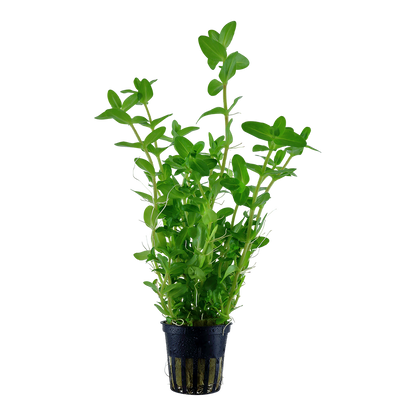 Bacopa caroliniana (Topf)