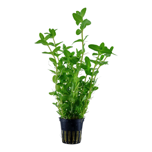 Bacopa caroliniana (Topf)