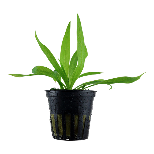 Helanthium bolivianum 'Quadricostatus' (Topf)