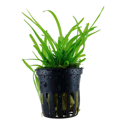 Sagittaria subulata (Topf)