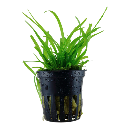 Sagittaria subulata (Topf)