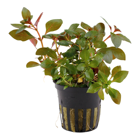 Ludwigia repens 'Rubin' (Topf)