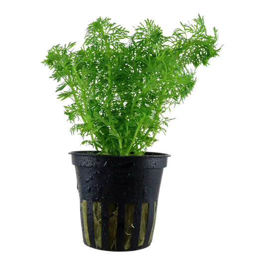 Limnophila sessiliflora (Topf)