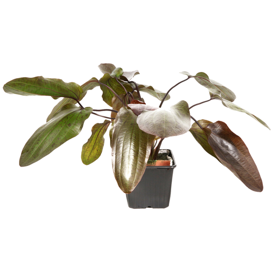 Echinodorus 'Ozelot' XL