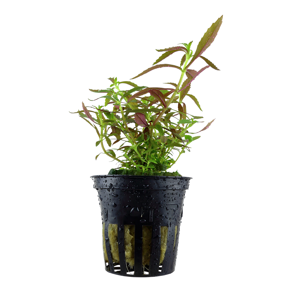 Limnophila hippuridoides (Topf)