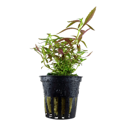 Limnophila hippuridoides (Topf)
