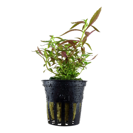 Limnophila hippuridoides (Topf)