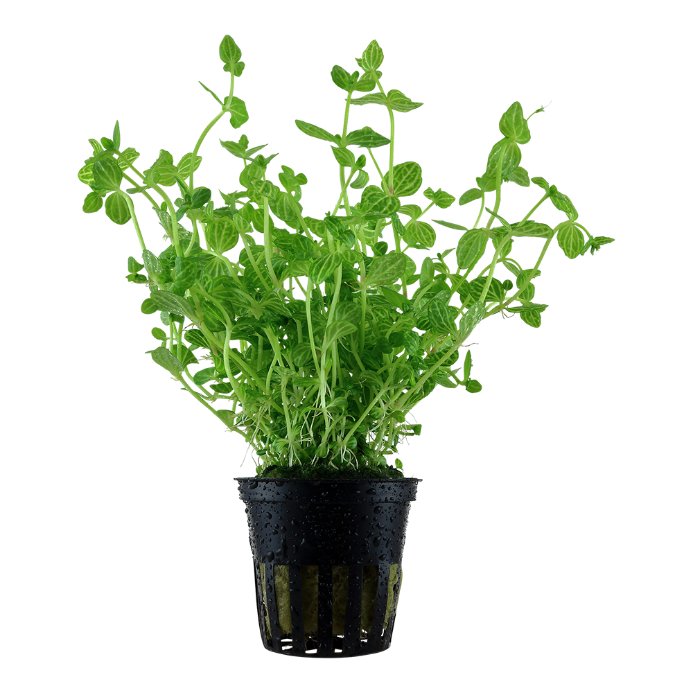 Lindernia rotundifolia (Topf)