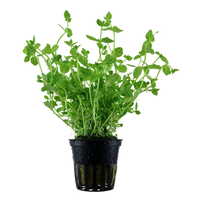 Lindernia rotundifolia (Topf)