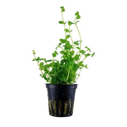 Bacopa australis (Topf)