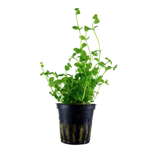 Bacopa australis (Topf)