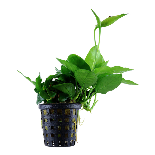 Anubias barteri var. nana 'Large' (Topf)