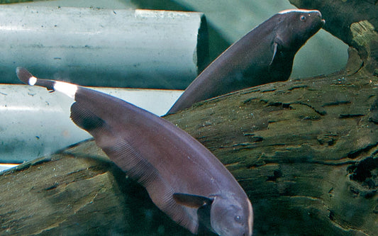 Weißstirn-Messerfisch (Apteronotus albifrons)