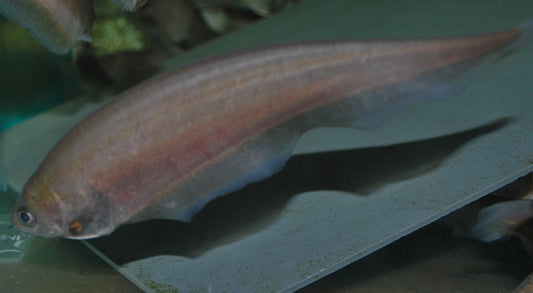 Afrikanischer Messerfisch – Xenomystus nigri | Wildfang | Friedlicher Klassiker mit elegantem Schwimmstil