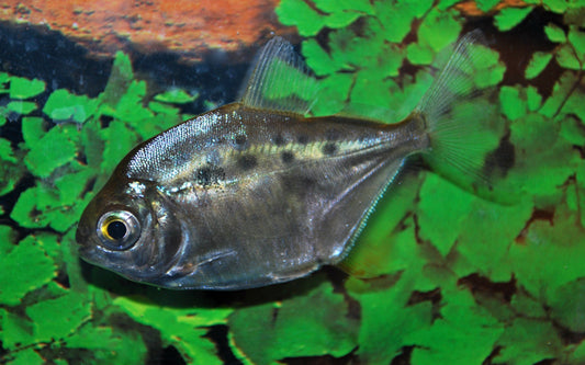 Gepunkteter Scheibensalmler – Metynnis maculatus M 5–6 cm | Silberner Schwarmfisch mit Charakter