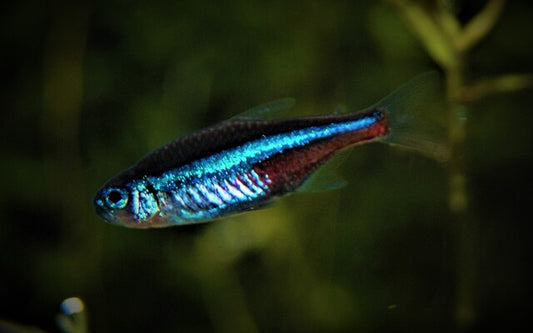 Blauer Neon Paracheirodon simulans – Schwarmfisch 2,5–3 cm