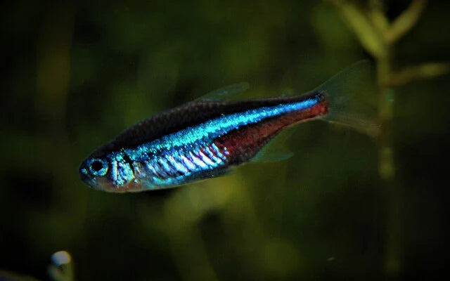 Blauer Neon (Paracheirodon simulans)– Sparset 10 Stück