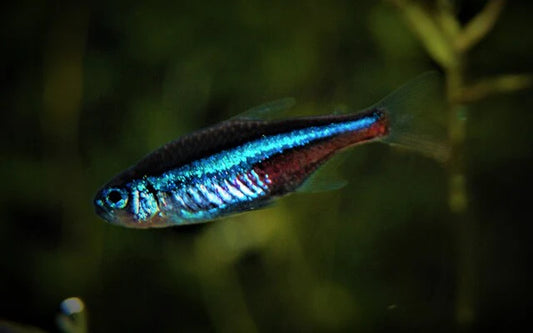 Blauer Neon (Paracheirodon simulans)– Sparset 10 Stück