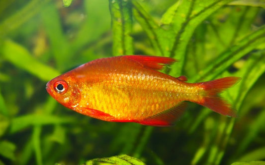 Roter Mzuel Salmler – Hyphessobrycon sp. Red Cherry | Seltener Zierfisch 1,5-2cm