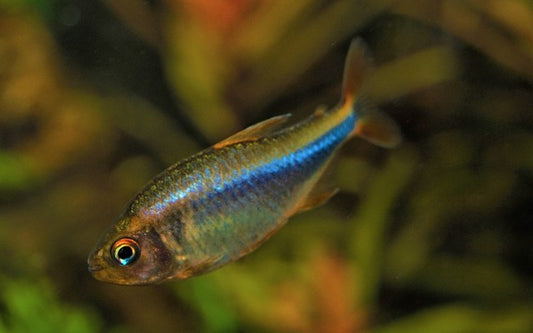 Brombeersalmler – Hyphessobrycon wadai | Seltener Zierfisch 2-2,5cm