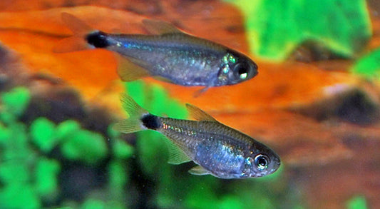 Schilfsalmler – Hyphessobrycon elachys | Seltener Mini-Salmler 1-1,5cm