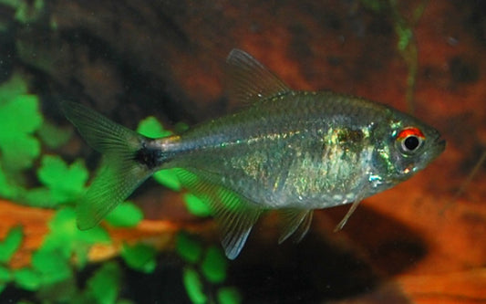 Schlusslichtsalmler – Hemigrammus ocellifer M 2,5–3 cm | Friedlicher Schwarmfisch
