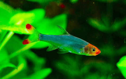 Nacktlaube (Sawbwa resplendens) Weibchen L 2–2,7 cm | Friedlicher Zierfisch aus Myanmar