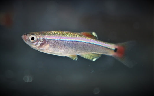 Kardinalfisch – Tanichthys albonubes M 2,5–3 cm | Friedlicher Schwarmfisch für Gesellschaftsaquarien