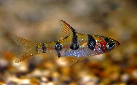 Rhombenbarbe Wildfang – Desmopuntius rhomboocellatus M 3–4 cm | Friedliche Rarität aus Borneo
