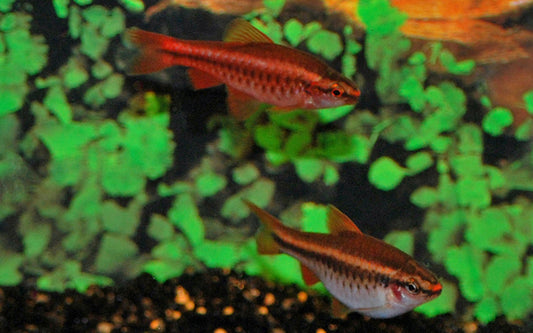 Bitterlingsbarbe – Puntius (Rohanella) titteya M 2–2,5 cm | Friedlicher, farbenprächtiger Schwarmfisch