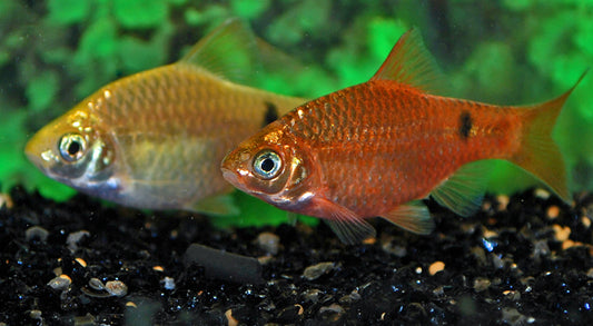 Prachtbarbe Neon – Pethia conchonius Neon M 5–6 cm | Farbintensive Zuchtform mit Leuchteffekt