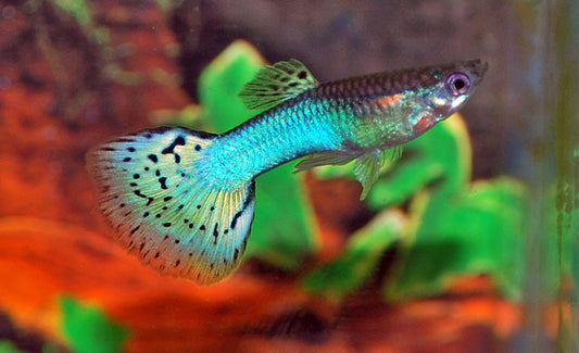 Guppy Blau Grass Männchen – Poecilia reticulata Blue Grass M 2,5–3 cm | Zuchtform mit filigranem Flossenmuster