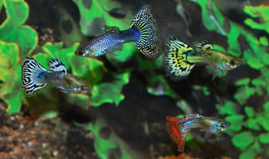 Guppy Snakeskin Mix – Poecilia reticulata M 2,5–3 cm | Farbenprächtige Zuchtform mit Schlangenmuster