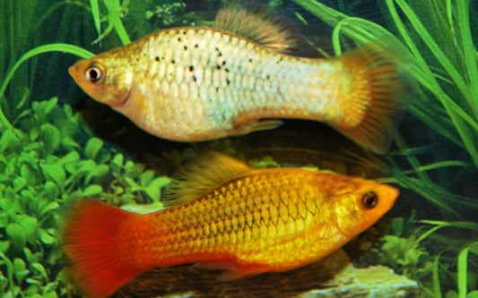Platy Variatus Grün – Xiphophorus variatus M 2–2,5 cm | Seltene Zuchtform mit schimmernd grünem Glanz