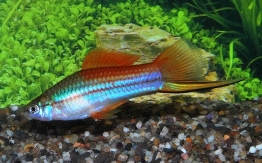 Schwertträger Neon – Xiphophorus helleri M 3,5–4 cm | Leuchtende Zuchtform mit metallisch-blauem Schimmer