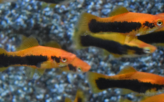 Schwertträger Rot Tuxedo – Xiphophorus helleri M 3,5–4 cm | Rote Zuchtform mit elegant dunklem Rückenbereich