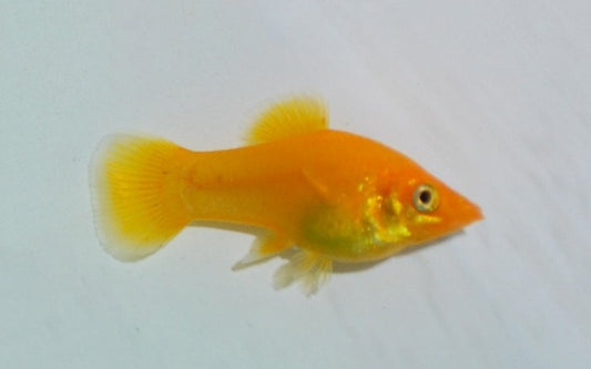 Molly Goldpuder – Poecilia sphenops | Zweifarbige Zuchtform mit gold-schwarzem Glanz