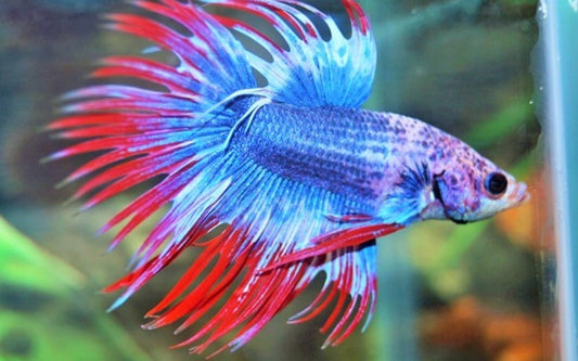 Kampffisch Crowntail Thai Flag – Betta sp. | Kräftige Zuchtform in Rot, Blau und Weiß mit markanten Kronenflossen