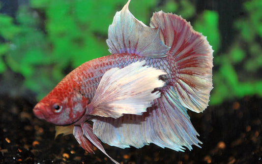 Kampffisch Dumbo Ear – Betta sp. Plakat | Kräftige Zuchtform mit großen Seitenflossen und intensiven Farben